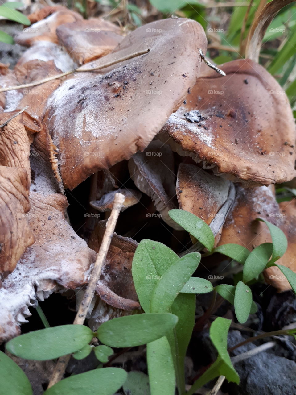 Mushroom caps growing amongst chickweed