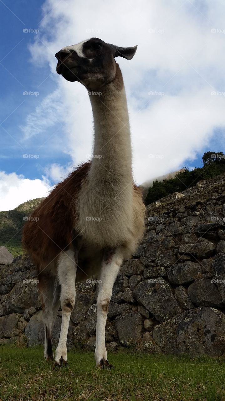 Llama