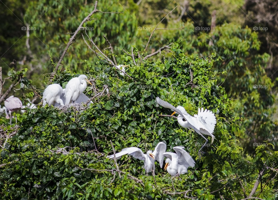 Brazilian bird exhibiting itself in the nest