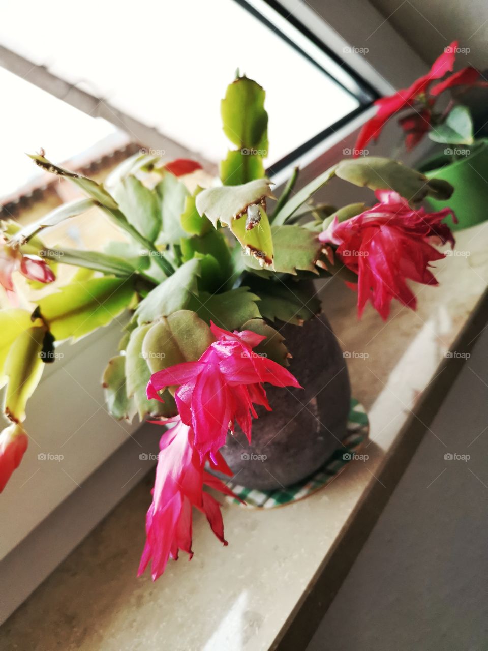 Kaktus blühend / bunte Farben/ Sonnenlicht