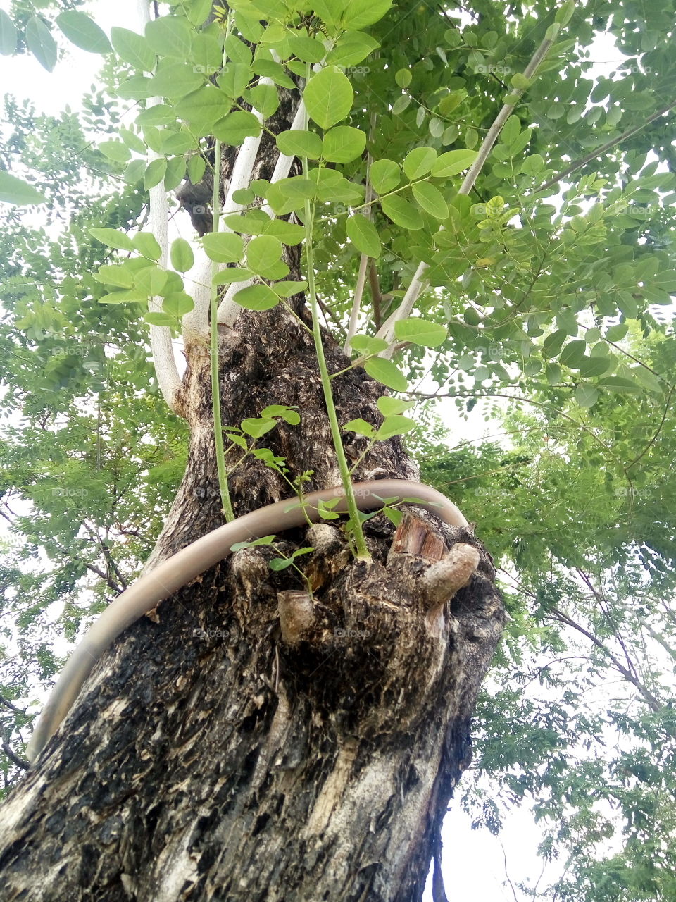 focus on body of the tree that has a lot of new branches.