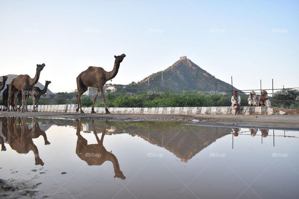 Pushkar camel fair