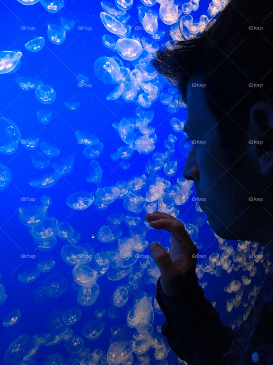 Man looking at white jellyfish in front of a blue background in a tank at an aquarium 