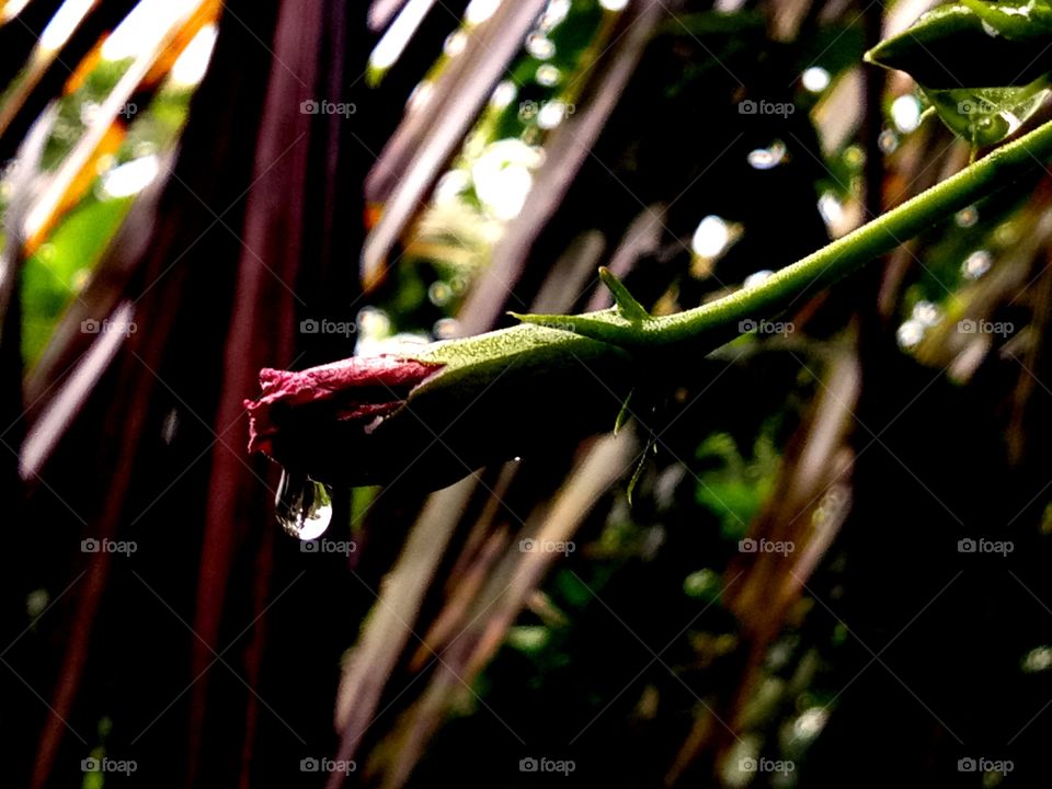 Water drop on flower