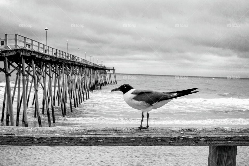 Seagull beside the Kure Beach pier in North Carolina