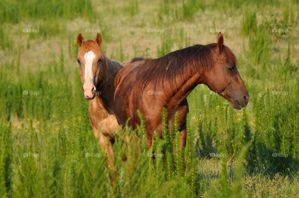 field pasture horses country by robinmc4