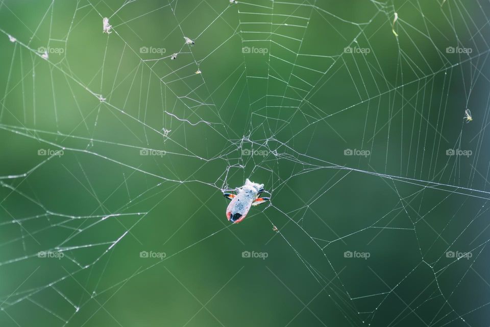 web