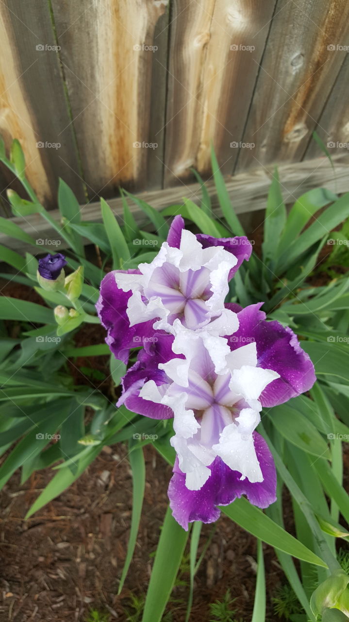 View of purple flower