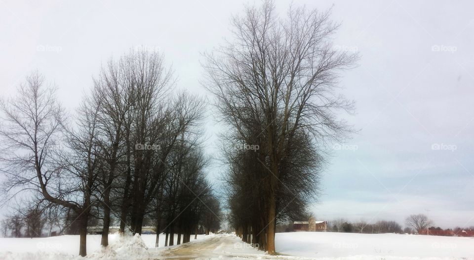 Tree Lined Entrance