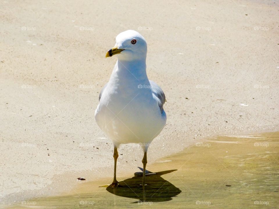 A seagull 