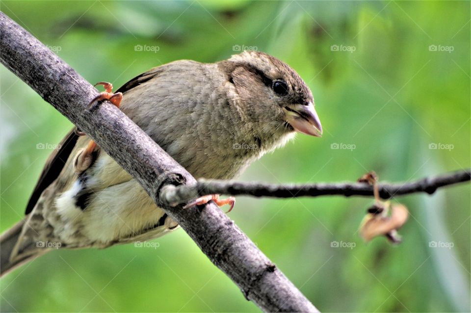 Bird on branch