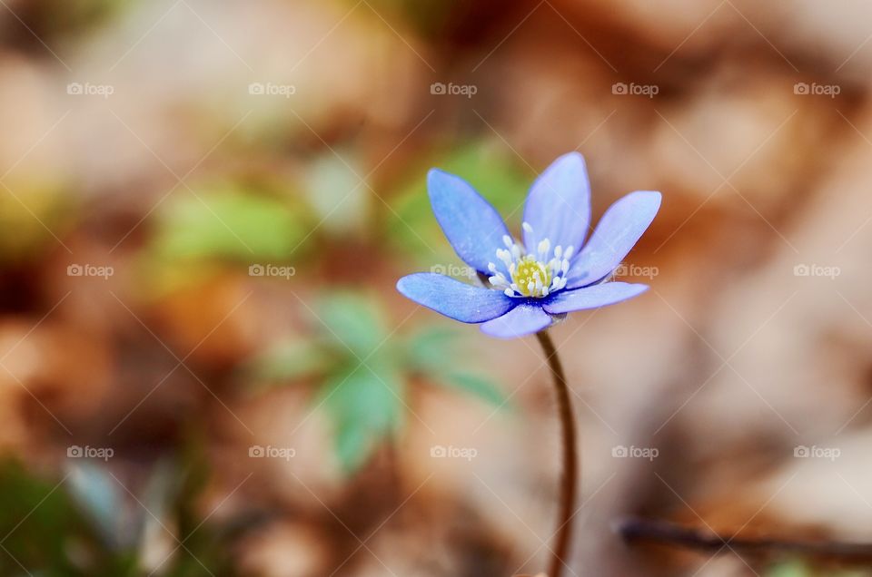 Closeup of a blue flower in autumn or early spring
