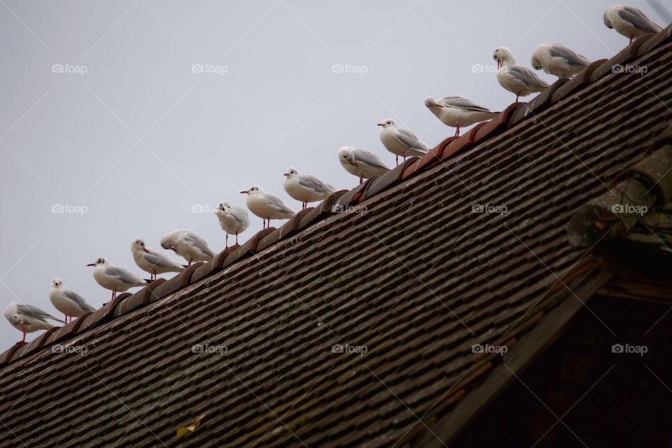 Seagulls perching on rooftop