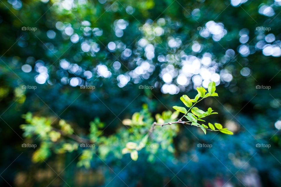 Leaf, Flora, Rain, Nature, Garden