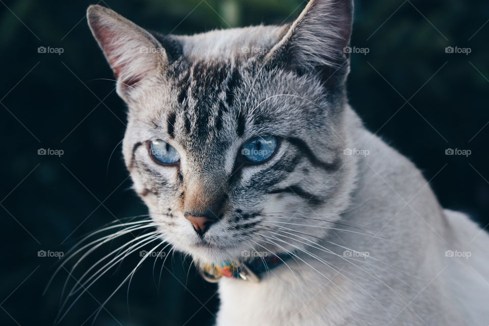 Cat with blue eyes.