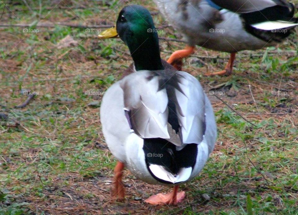Hungry duck 