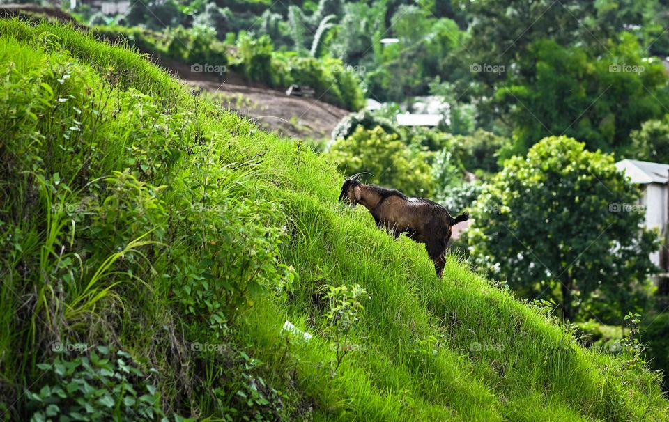 It's time for grazing