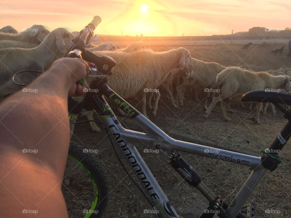 Bike and sheeps