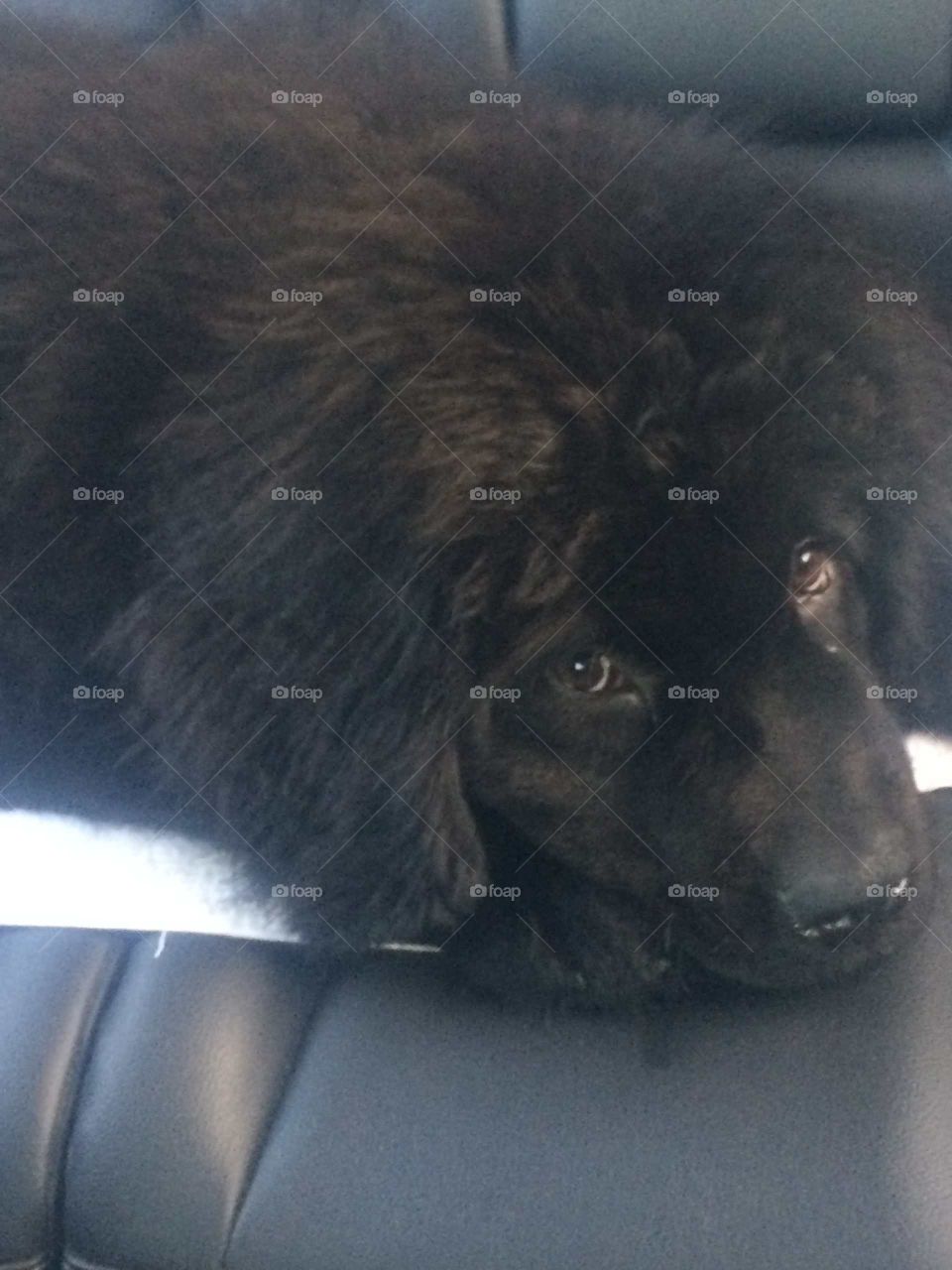 One, Mammal, Portrait, Dog, No Person