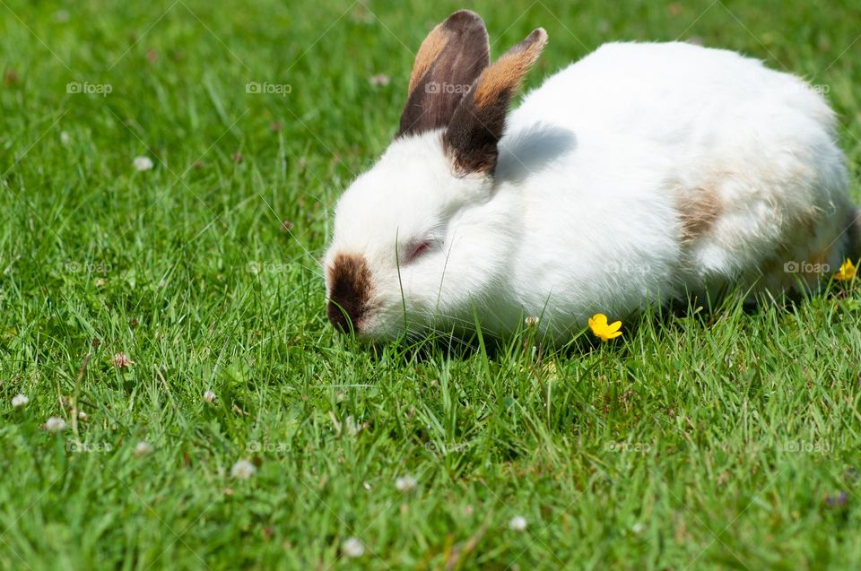 white rabbit with black ears nibbles green grass in the park, year of the rabbit 2023, easter bunny