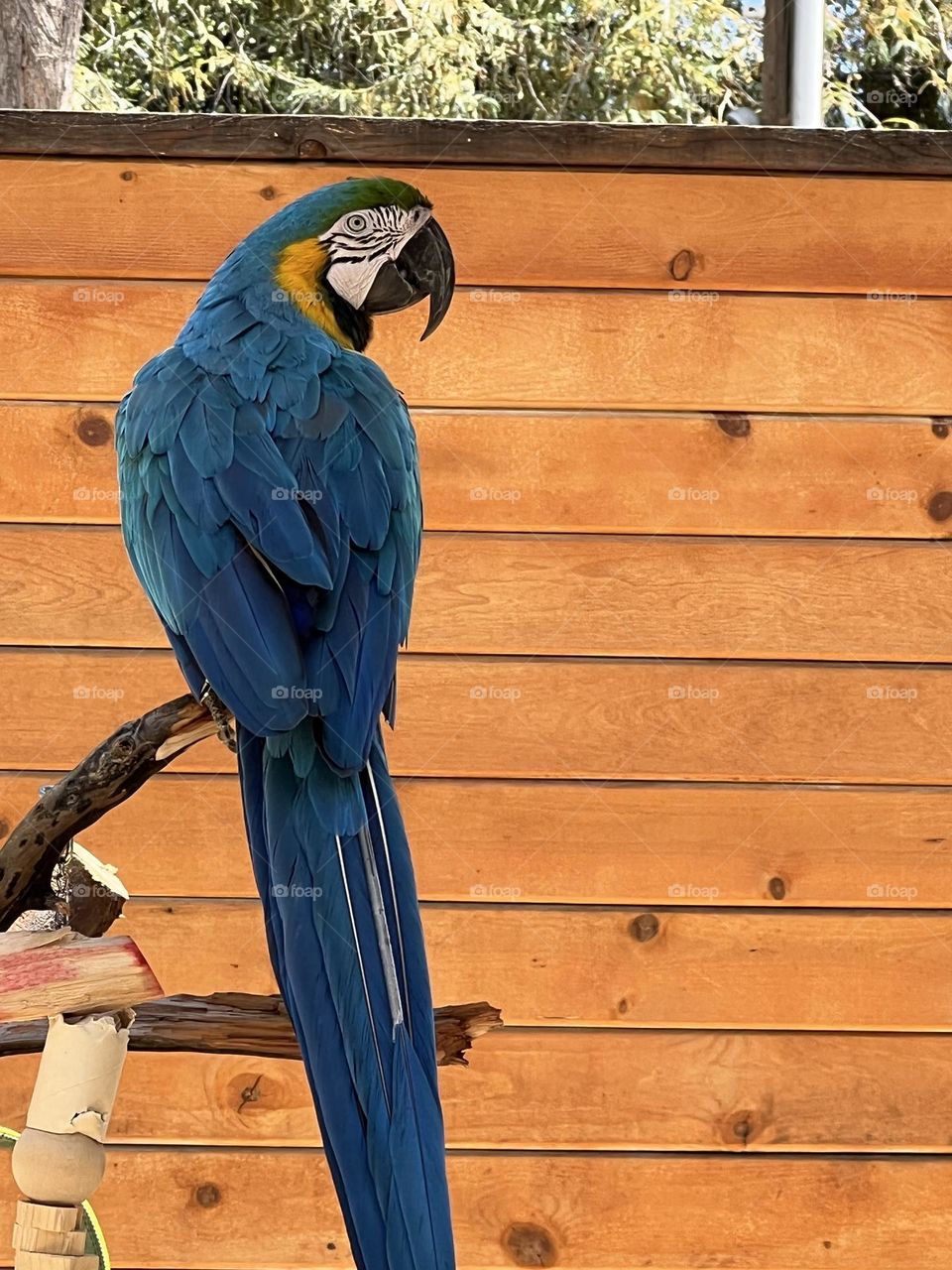 Blue macaw 