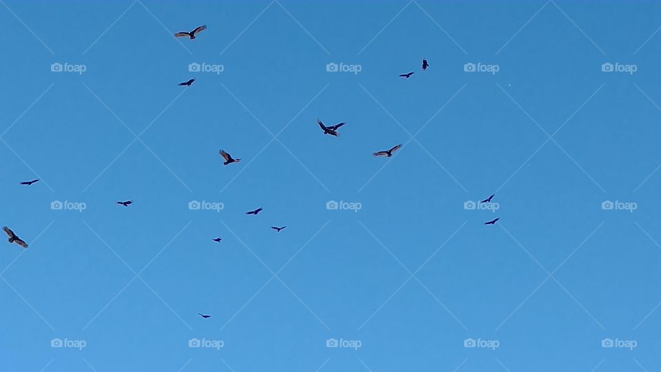 Flight, Bird, Sky, Airplane, Military