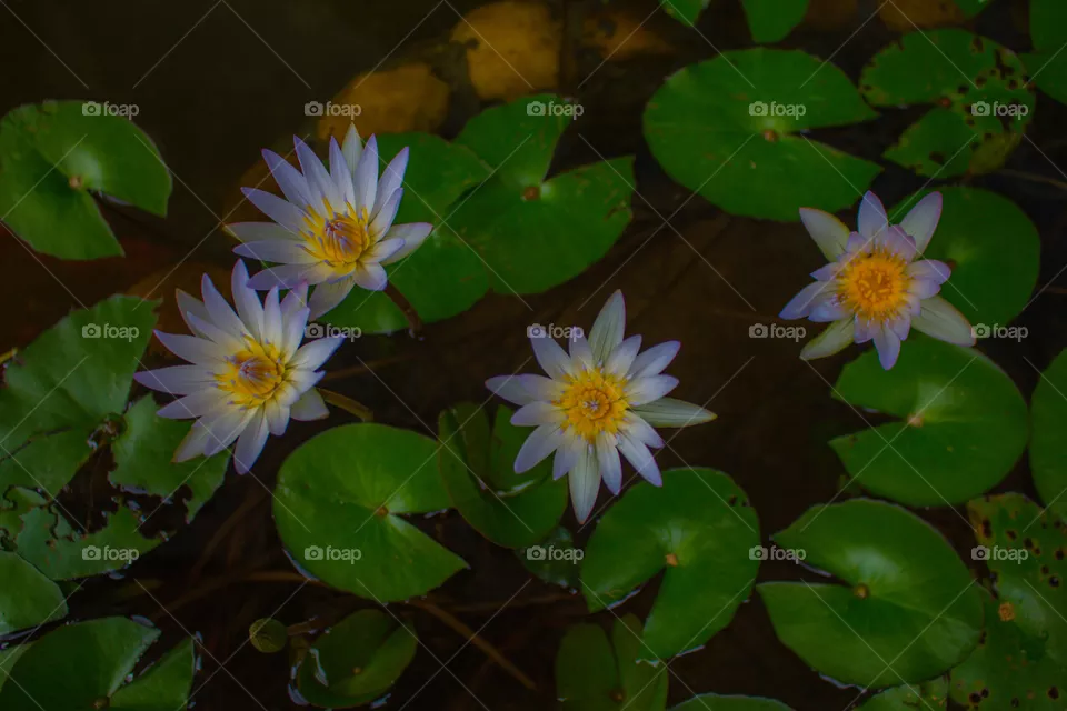 beautiful flowers