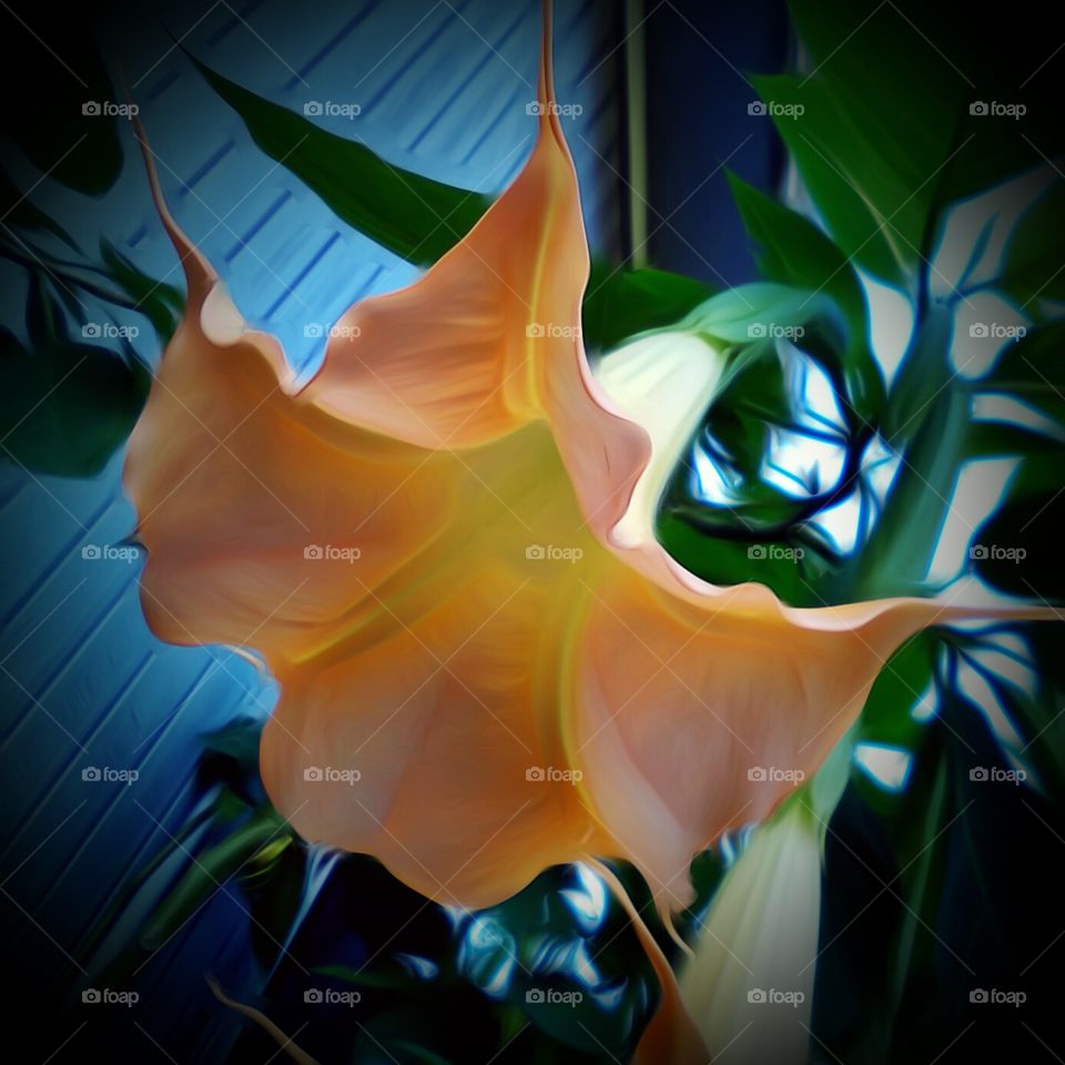 Angel Trumpet Bloom - Flower