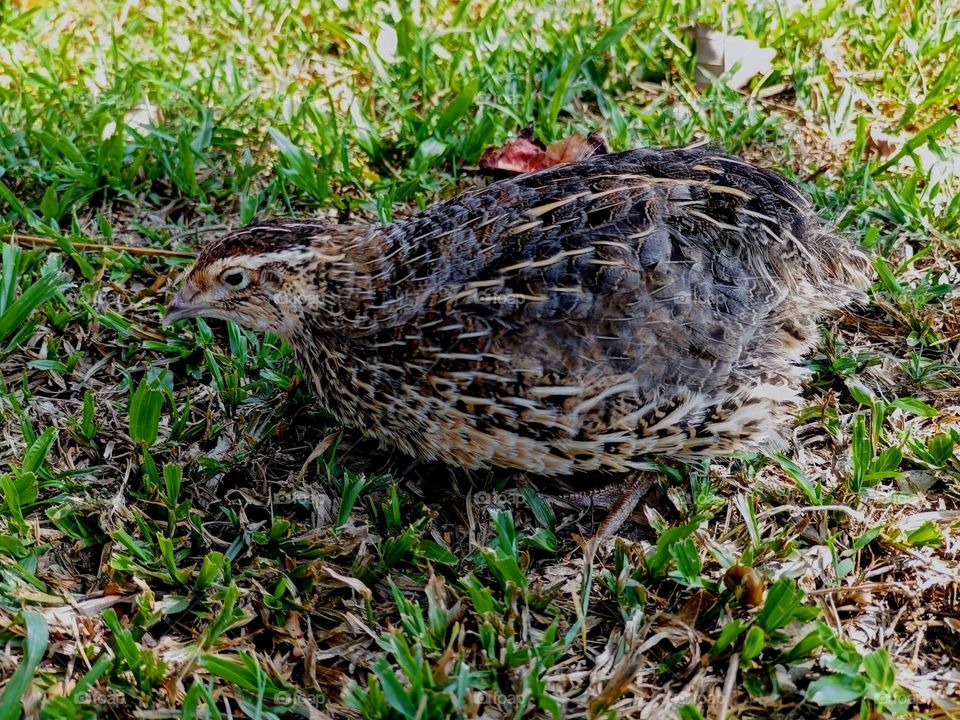 Sideview of a female quail bird.