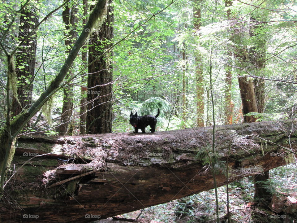 dog on a log