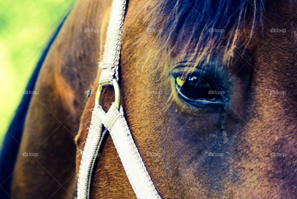 Horse . A eye full with trust and faith