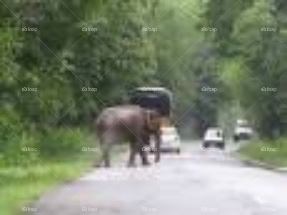 Kerala elephant cross road