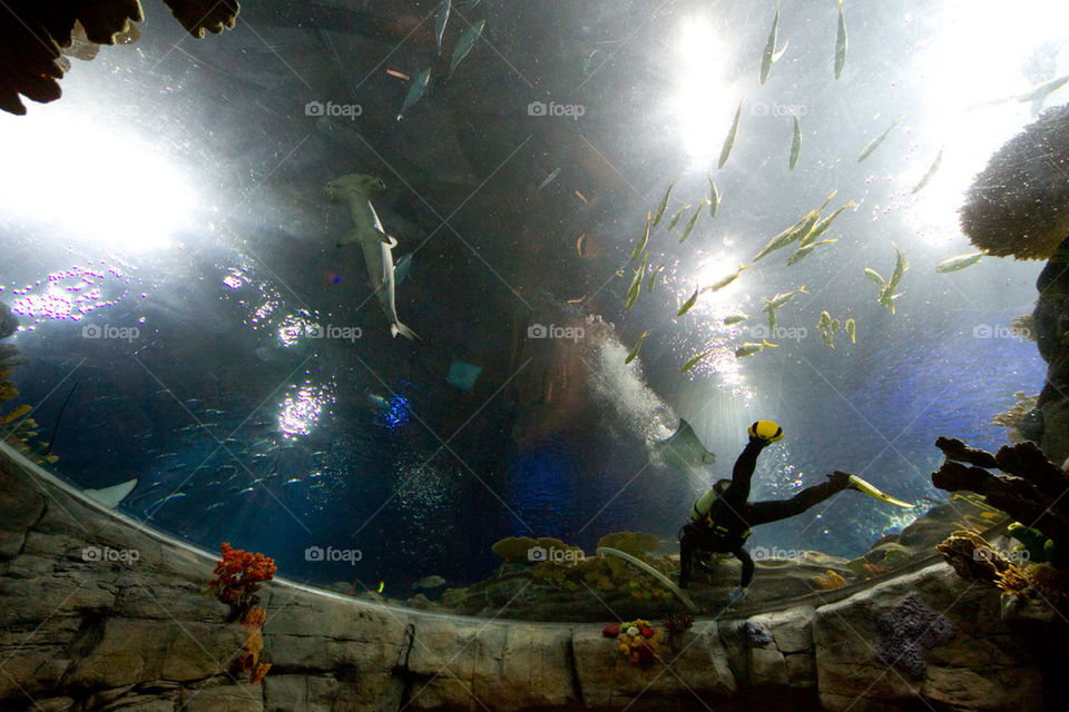 water fish aquarium diver by splicanka