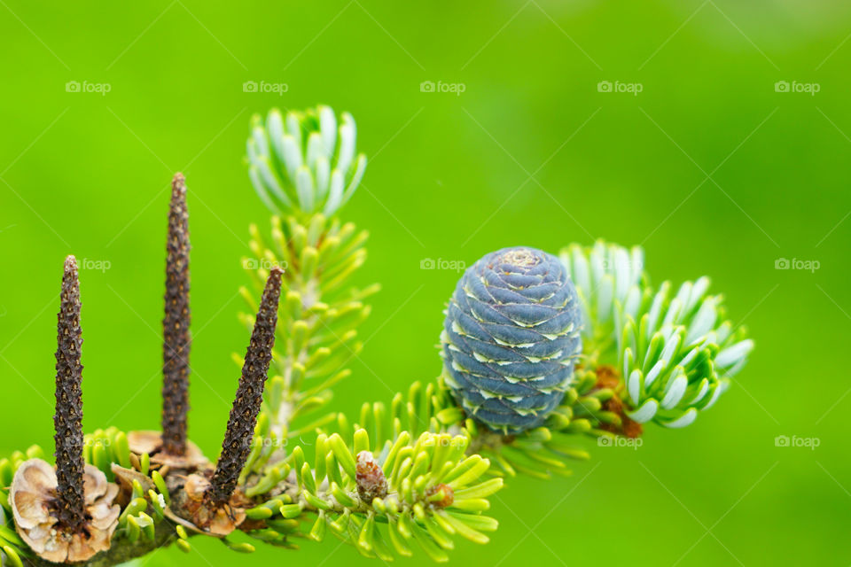 closeup view of the Korean fir cones on a green blurred background