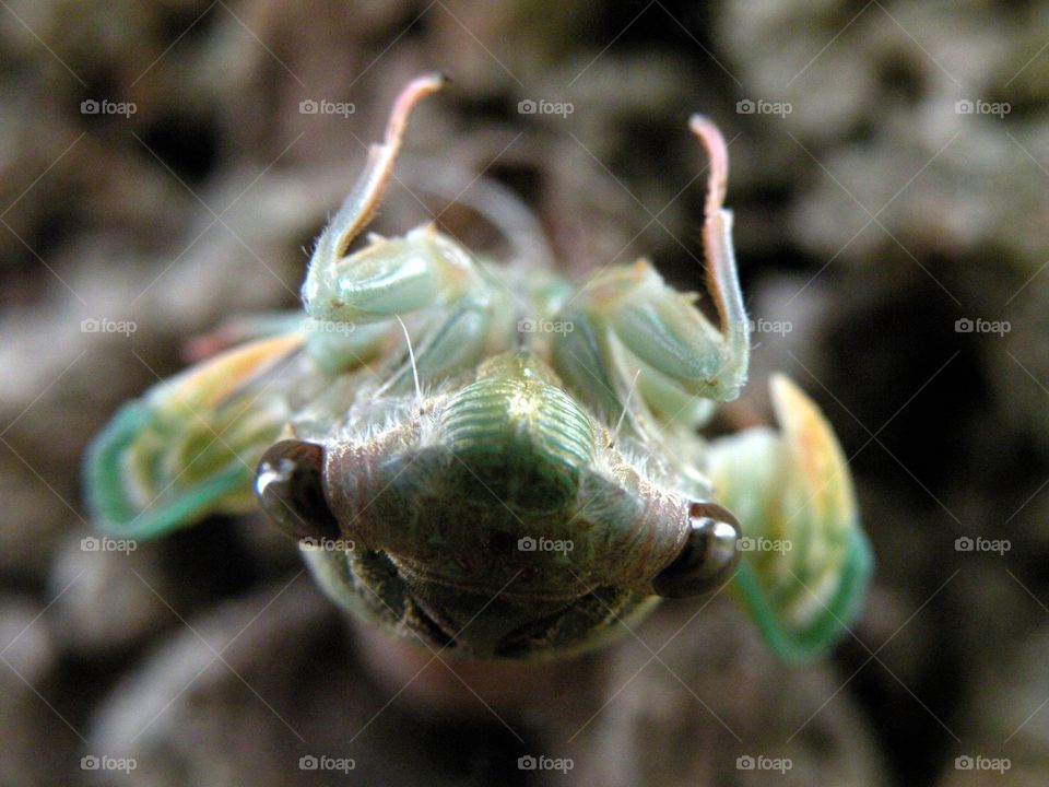 Adult cicada emerging from nymph skin.