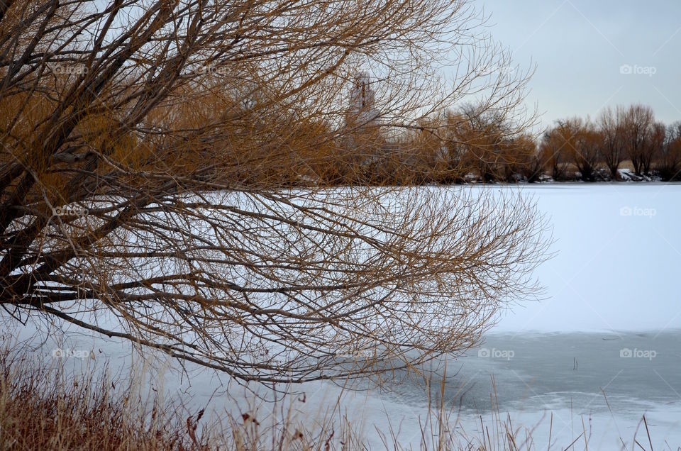 Winter Lake Through Trees