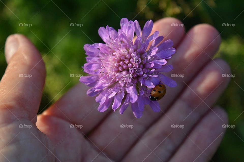 purple 💜 flower with ladybug and female hand, love earth