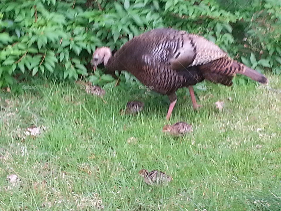 Turkey hen with young