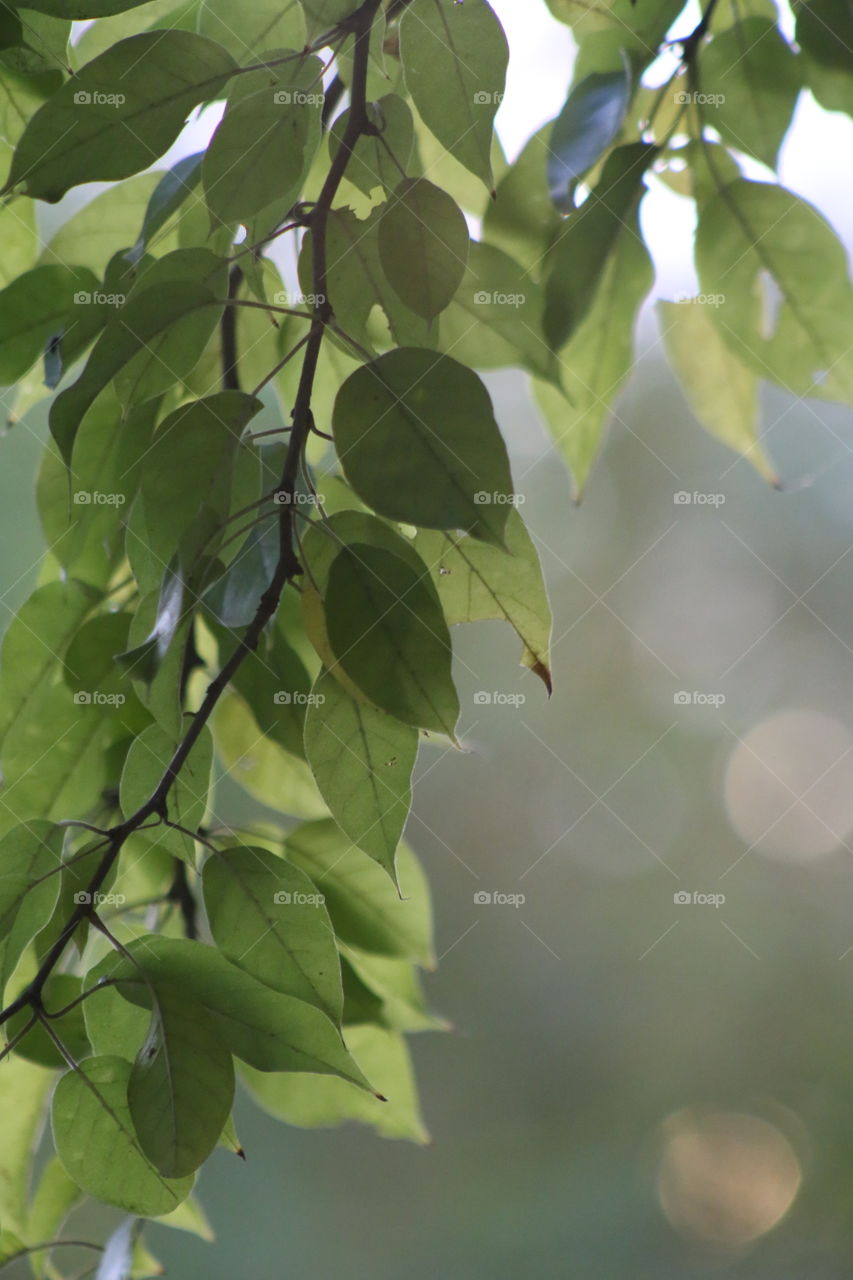 Green leaves in the summer with a soft bokeh background.