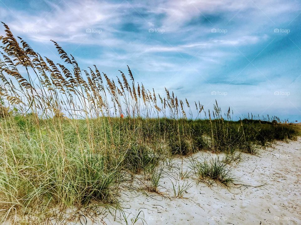 Sea Oats