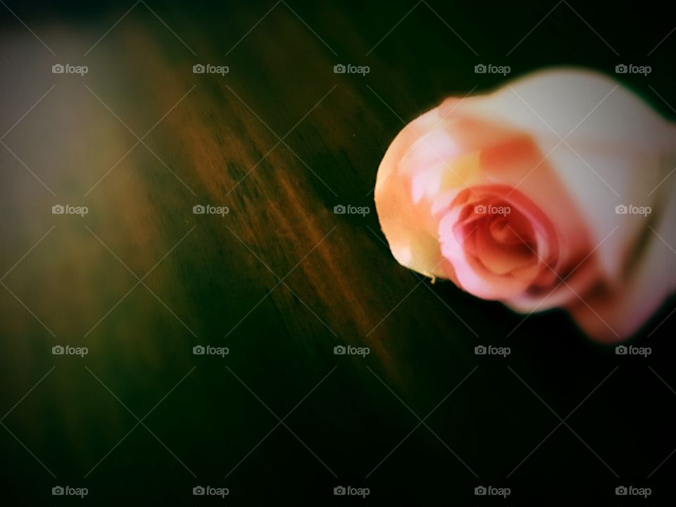 pink roses on wood table