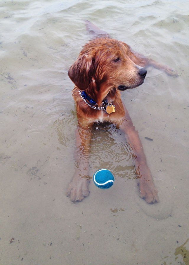 Let's play in the water.