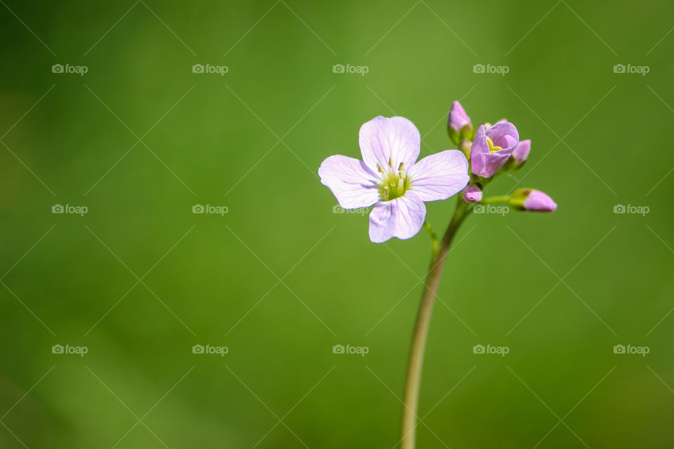 Little flower in the meadow