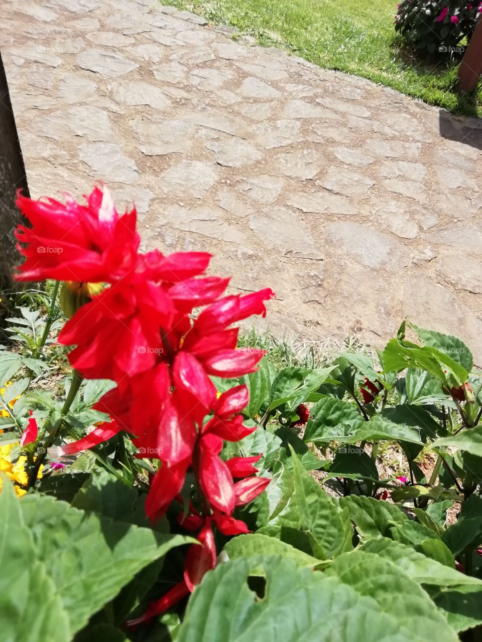 You go crazy when you look at these flowers # sometimes words are not enough to describe them.. Beautifully awesome