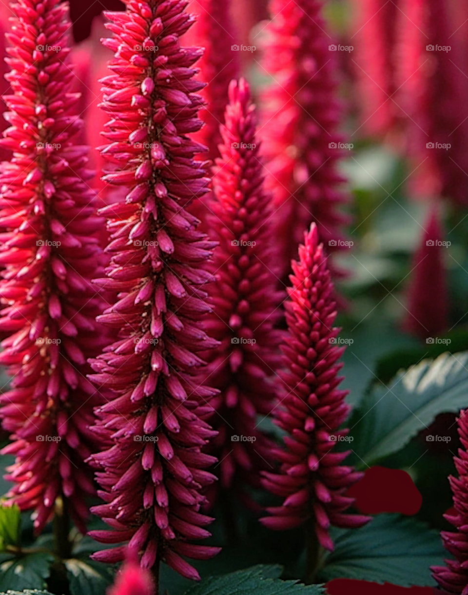 beautiful  flowers of selozia