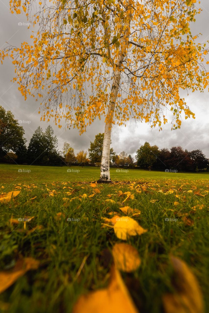 Beautiful autumn birch tree on overcast fall morning 