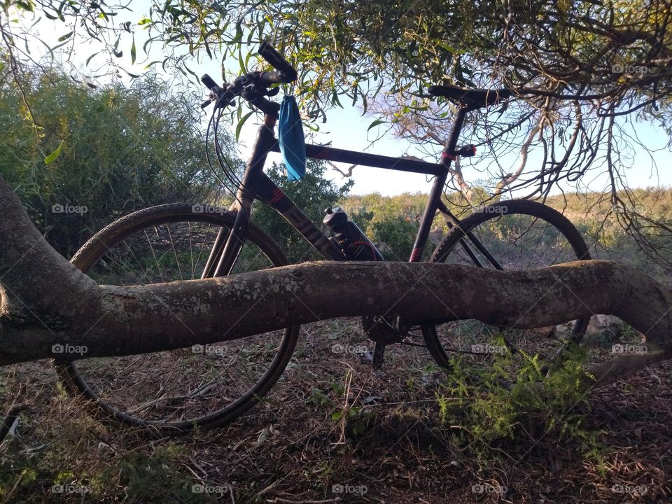 Bike and tree