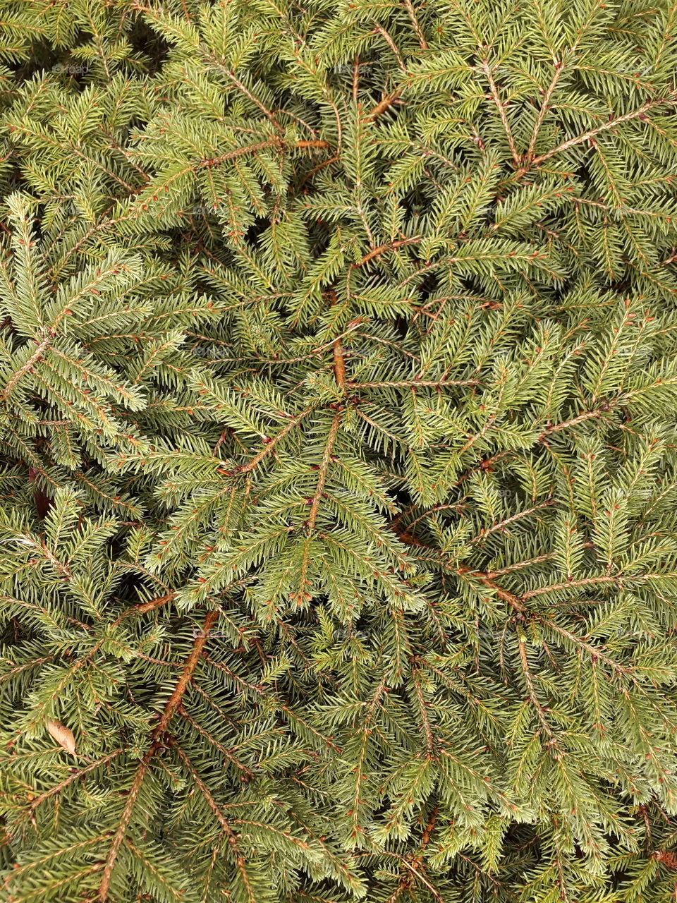 spruce twigs