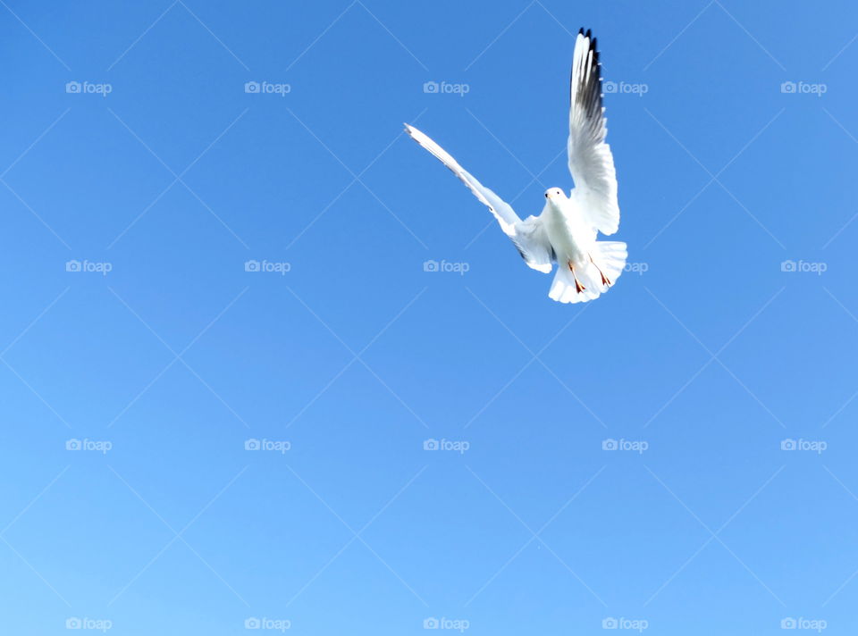 seagull in the air