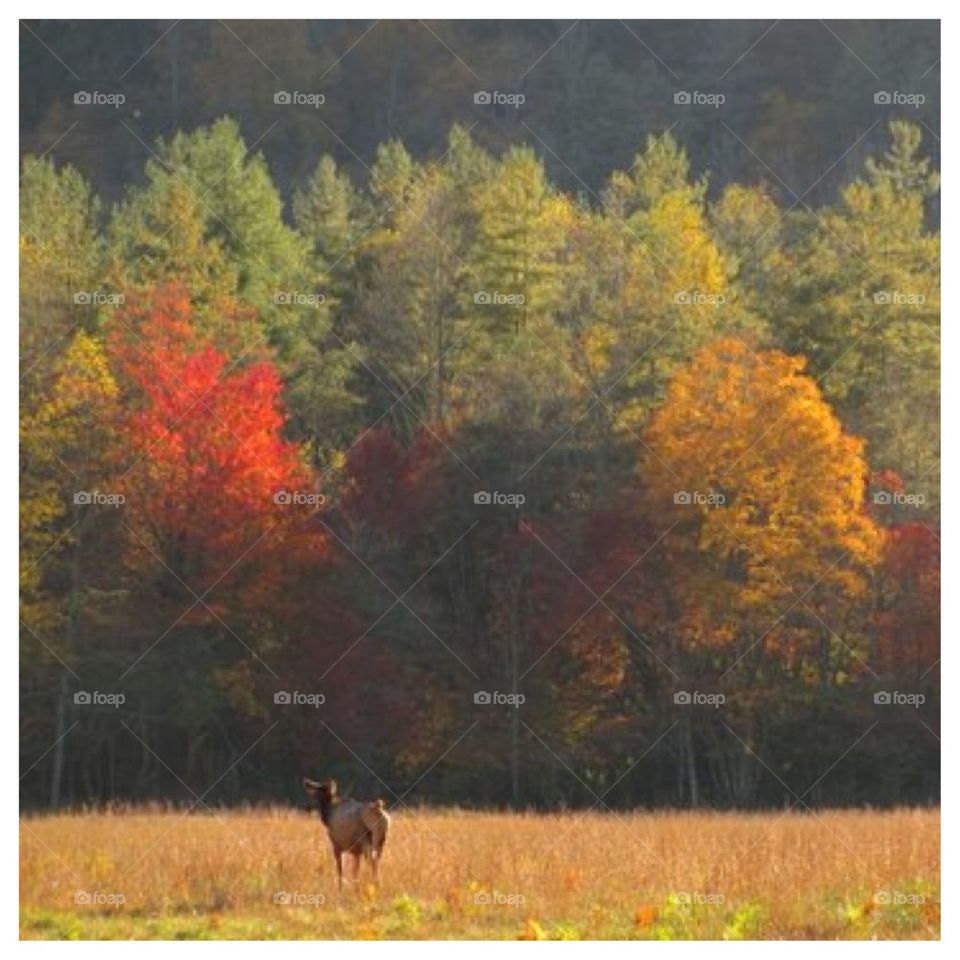 Elk in Autumn